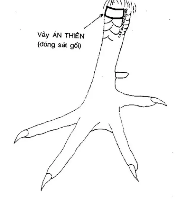 Xem Vảy Gà Đá – Top 10+ Cách Xem Vảy Gà Chiến Cực Hay 3 Gà đá vảy án thiên thường ra đòn lợi hại