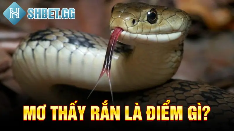 Mơ Thấy Rắn Điềm Gì? Xui Rủi Hay May Mắn Trong Tương Lai? 2 Mơ thấy rắn là điểm gì?