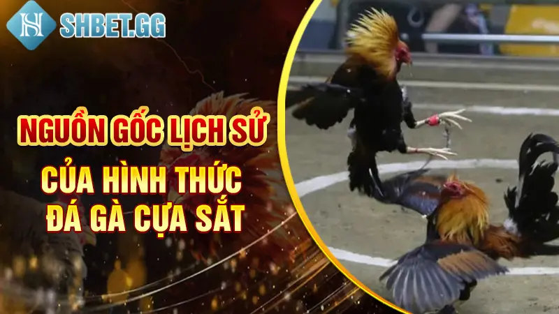 Đá Gà Cựa Sắt Campuchia Trực Tiếp - Hấp Dẫn Nhất Mọi Thời Đại 2 Nguồn gốc lịch sử của hình thức đá gà cựa sắt