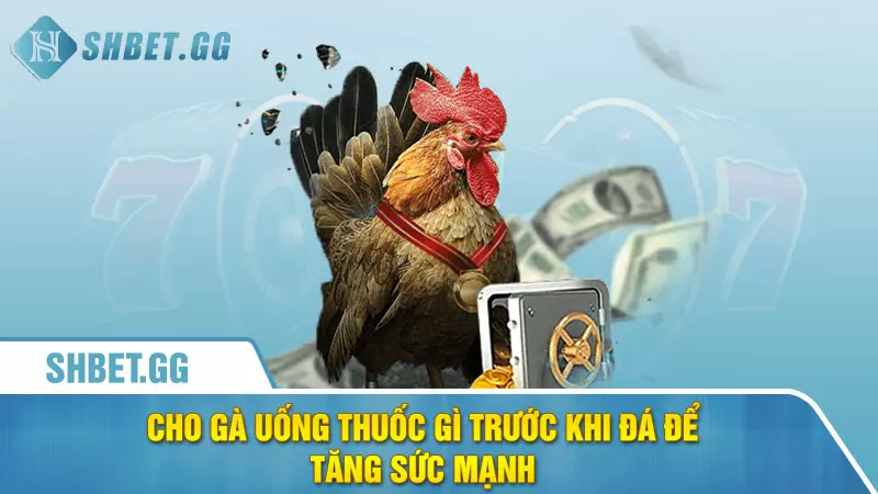 Cho gà uống thuốc gì trước khi đá để tăng tỉ lệ thắng 3 Cho gà uống thuốc gì trước khi đá để tăng sức mạnh