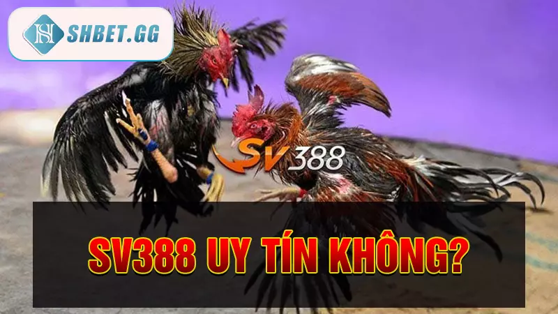 Nhà cái đá gà sv388 - Sân chơi đá gà trực tiếp uy tín 9 SV388 uy tín không?