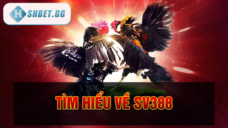 Nhà cái đá gà sv388 - Sân chơi đá gà trực tiếp uy tín 3 Tìm hiểu về SV388