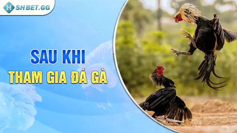 Tìm hiểu về gà chọi bị khò khè và cách chữa trị hiệu quả 4 Sau khi tham gia đá gà